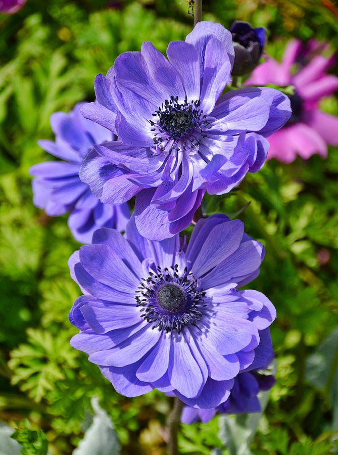 Blue Windflowers Photograph by Linda Brown