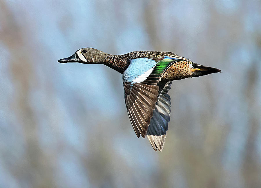 Blue Wing Teal Photograph by Art Cole