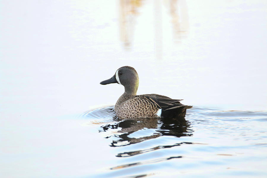 Blue Wing Teal Photograph by Brook Burling