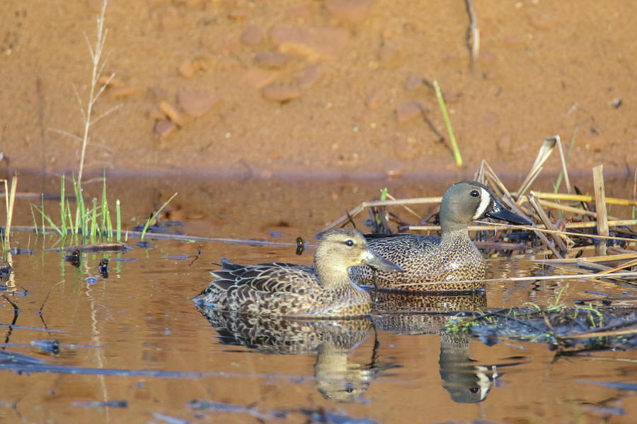 Blue Wing Teal Pair Photograph by Brook Burling