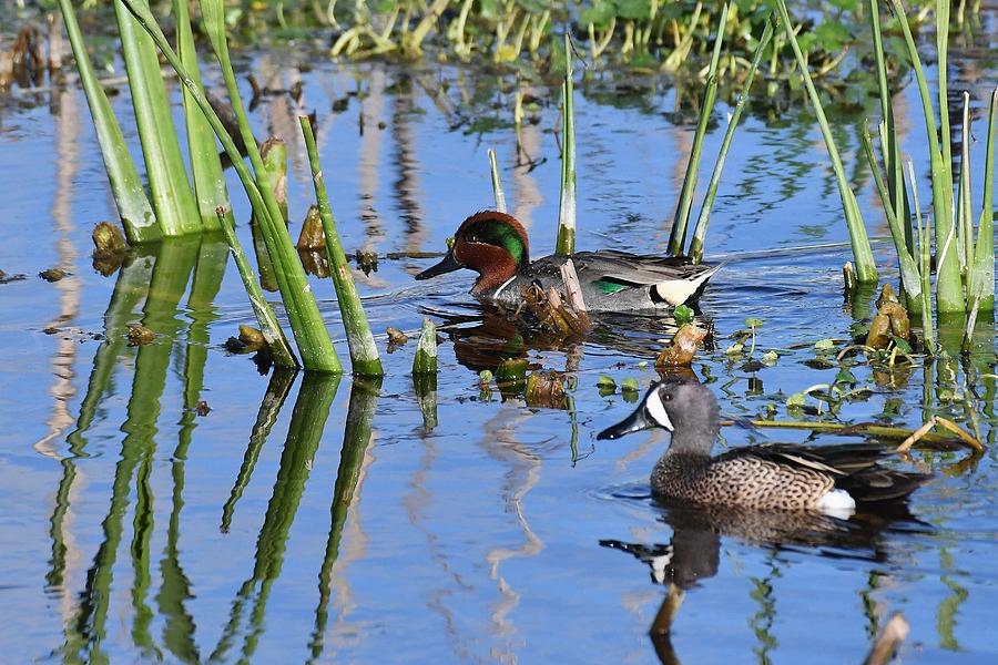 Blue-winged and Green-winged teal ducks Photograph by David Campione
