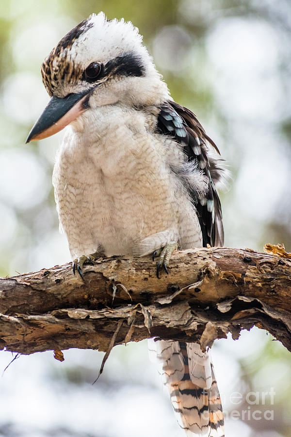 Blue-winged Kookaburra Photograph by Andrew Michael