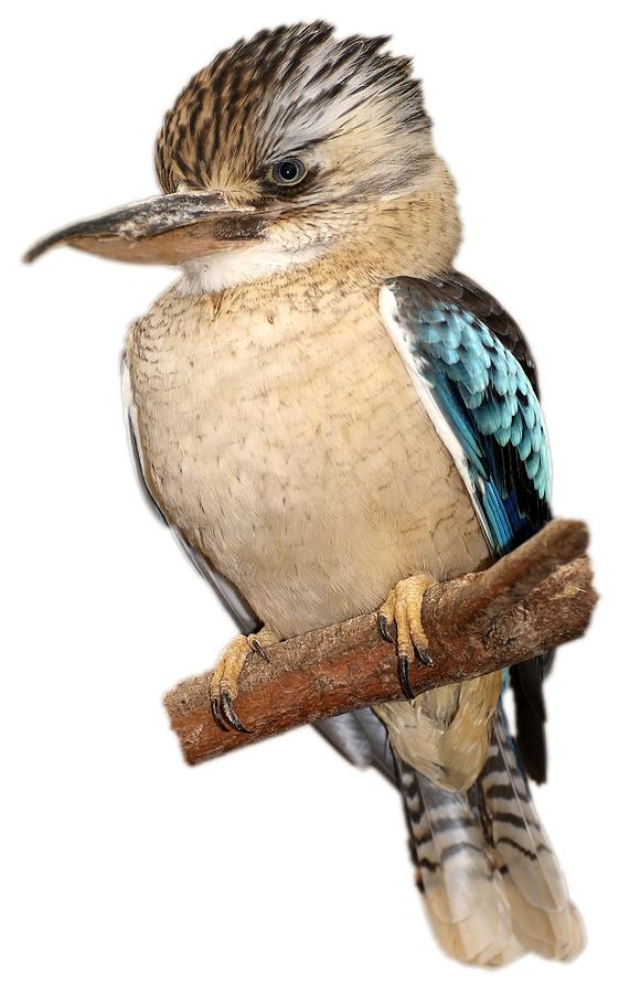 Blue winged kookaburra Photograph by George Atsametakis