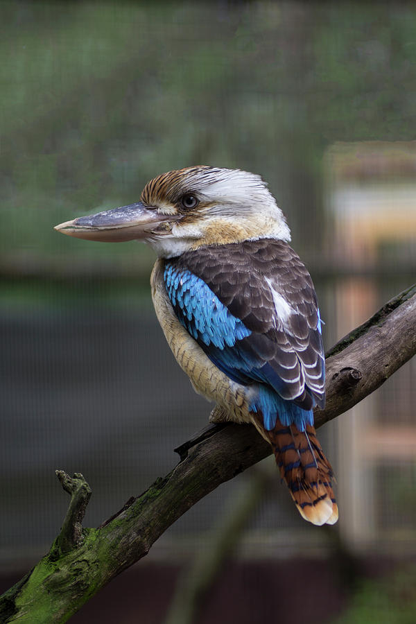 Blue-Winged Kookaburra Photograph by Tania Read
