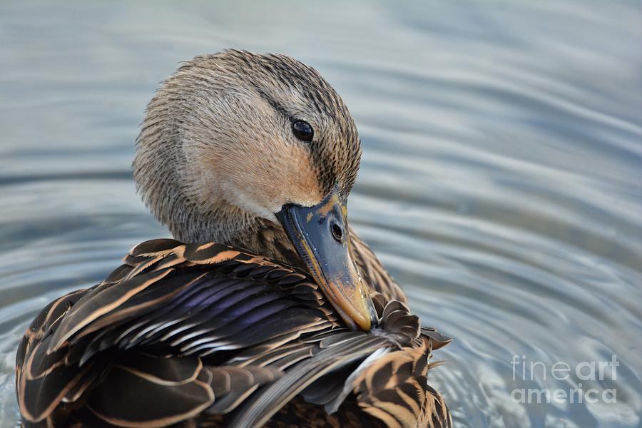 Blue Winged Teal 2 Photograph by Julie Adair