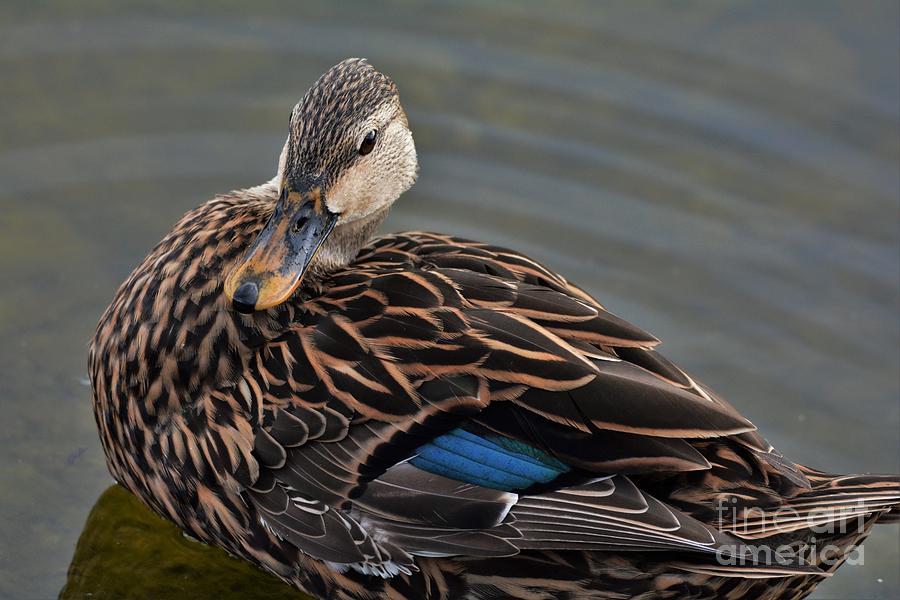 Blue Winged Teal 3 Photograph by Julie Adair