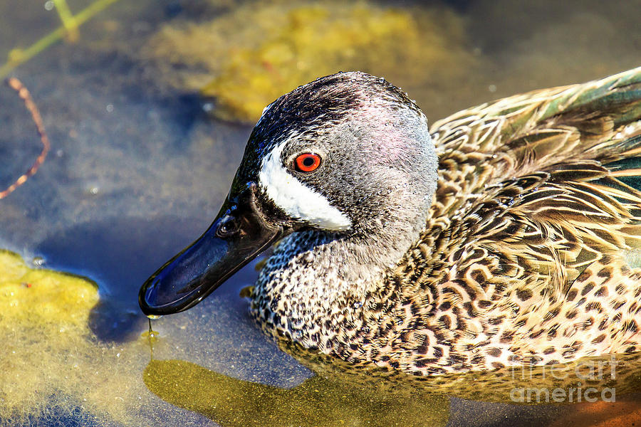 Blue Winged Teal 4 Photograph by Ben Graham