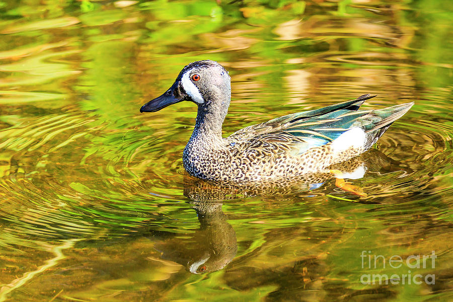 Blue Winged Teal 5 Photograph by Ben Graham