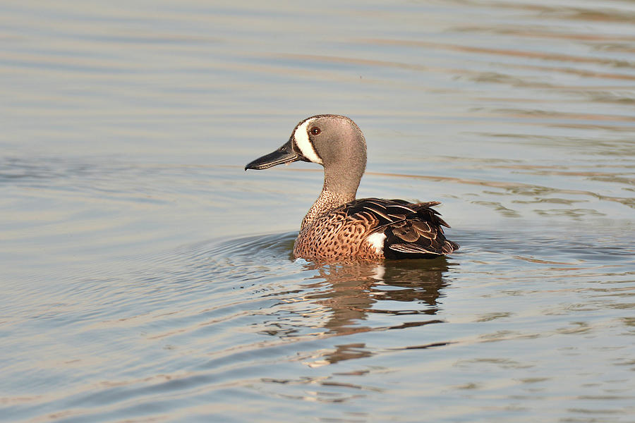 Blue Winged Teal Photograph by Alan Lenk