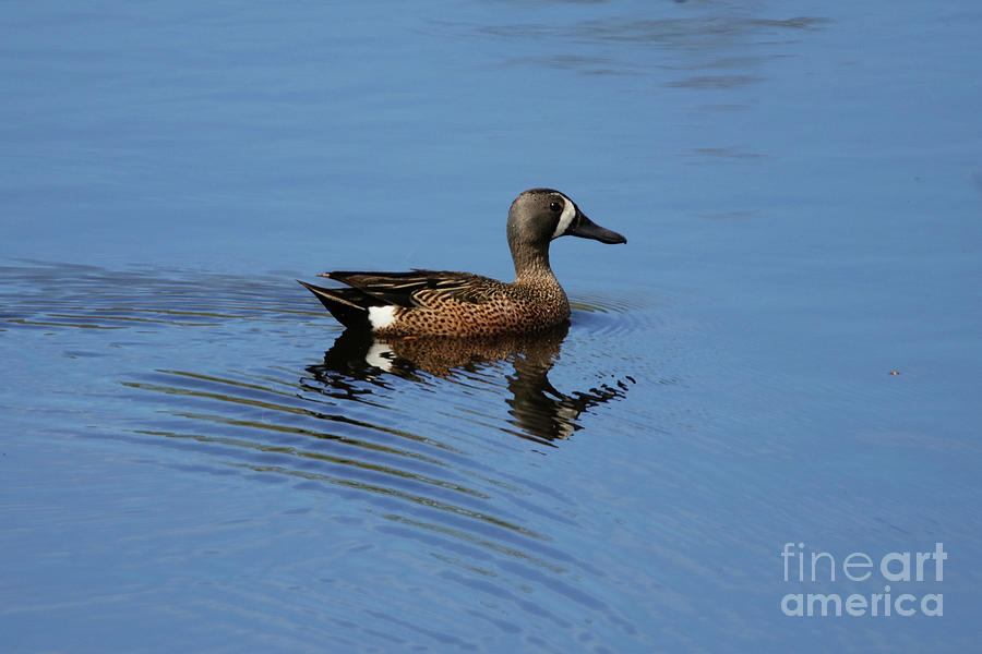 Blue-Winged Teal Photograph by Alyce Taylor