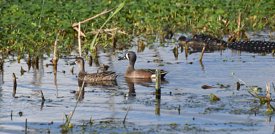 Blue-winged Teal and alligator Photograph by David Campione
