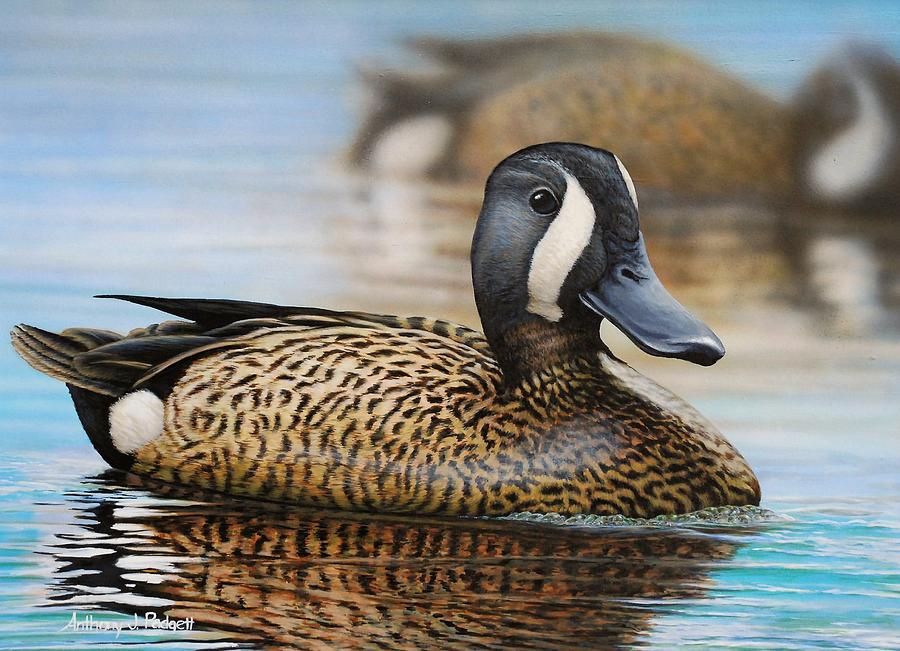 Blue Winged Teal Painting by Anthony J Padgett