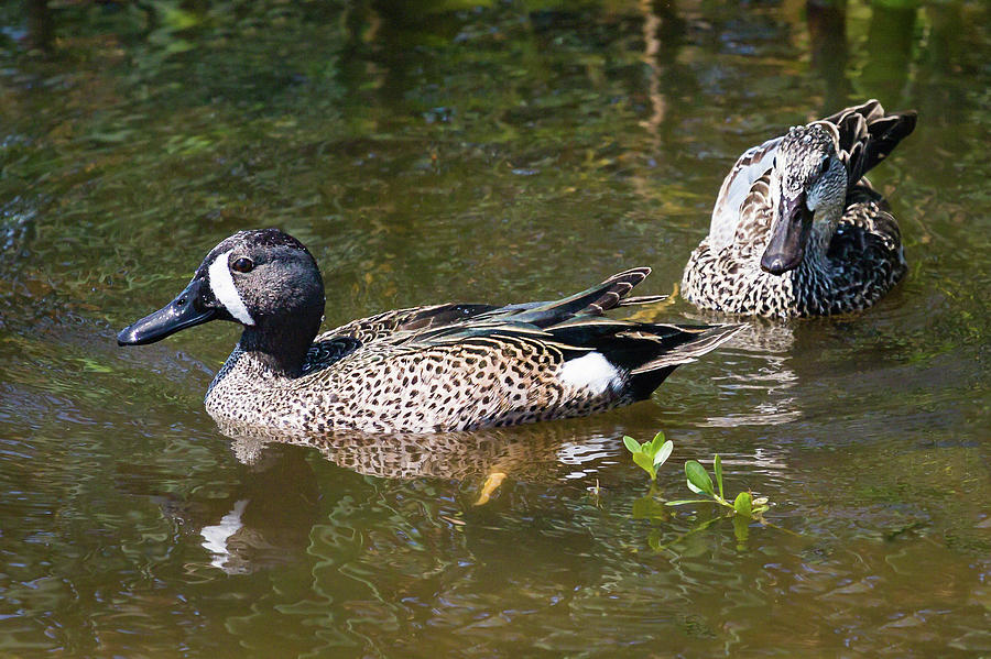 Bird Photograph - Blue-Winged Teal Couple by Dawn Currie