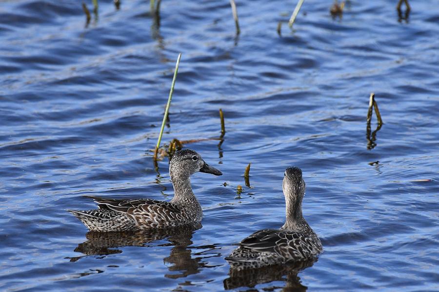Blue-winged Teal Photograph by David Campione
