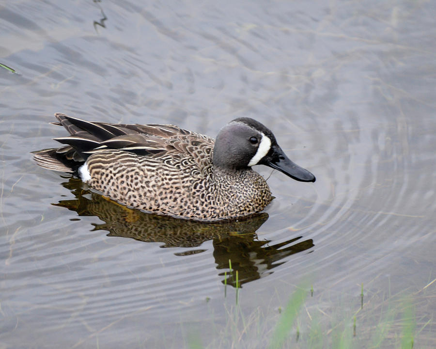 Blue-winged Teal Photograph by Donald Nelson - Fine Art America