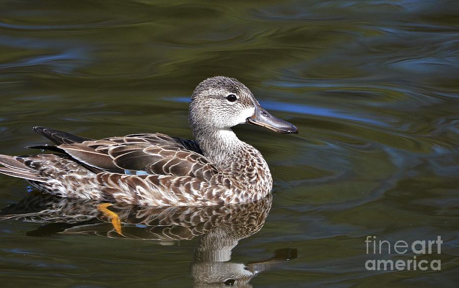 Blue Winged Teal Duck Photograph by Julie Adair