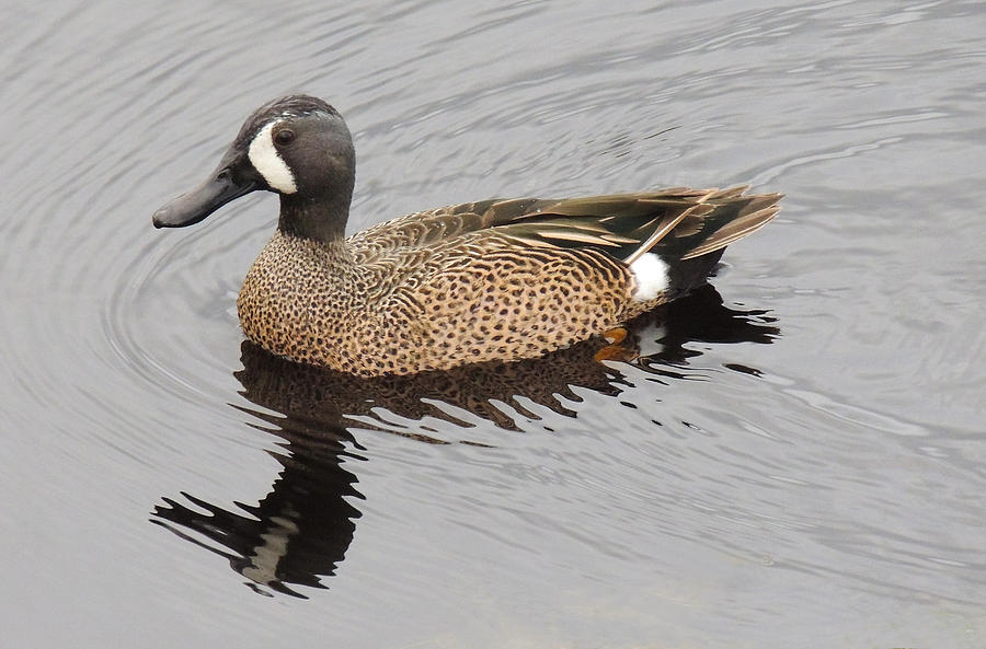 Blue-winged Teal Duck Photograph by Lindy Pollard - Fine Art America