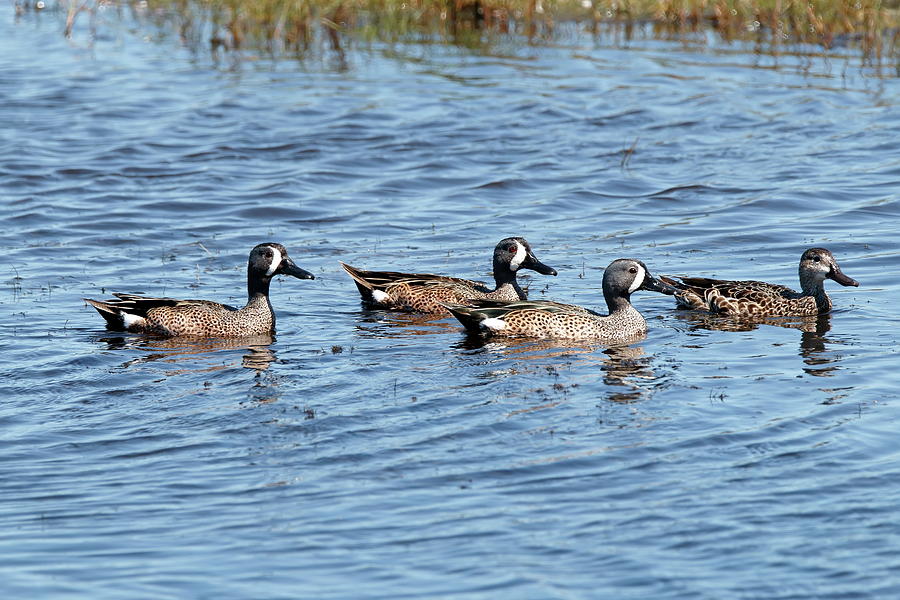 Blue-winged Teal Ducks Photograph by Daniel Caracappa - Fine Art America