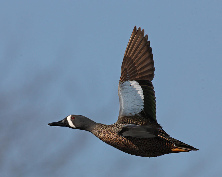 Blue-winged Teal flies by Photograph by Mark Wallner - Fine Art America