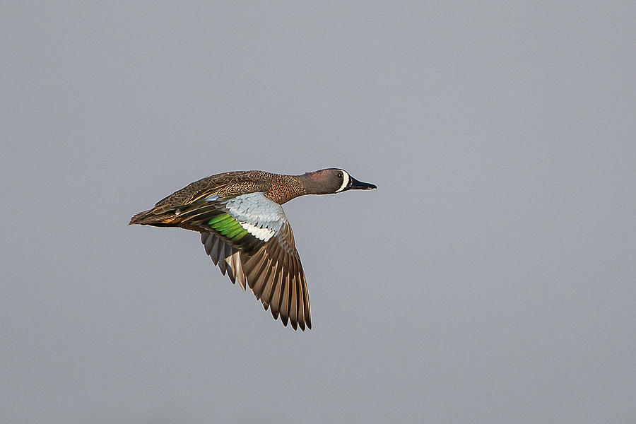 Blue-winged Teal in Flight 6 Photograph by Ronnie Maum