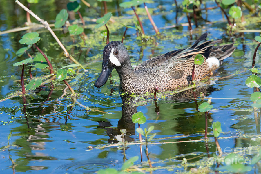 Blue-winged Teal Photograph by John Greco