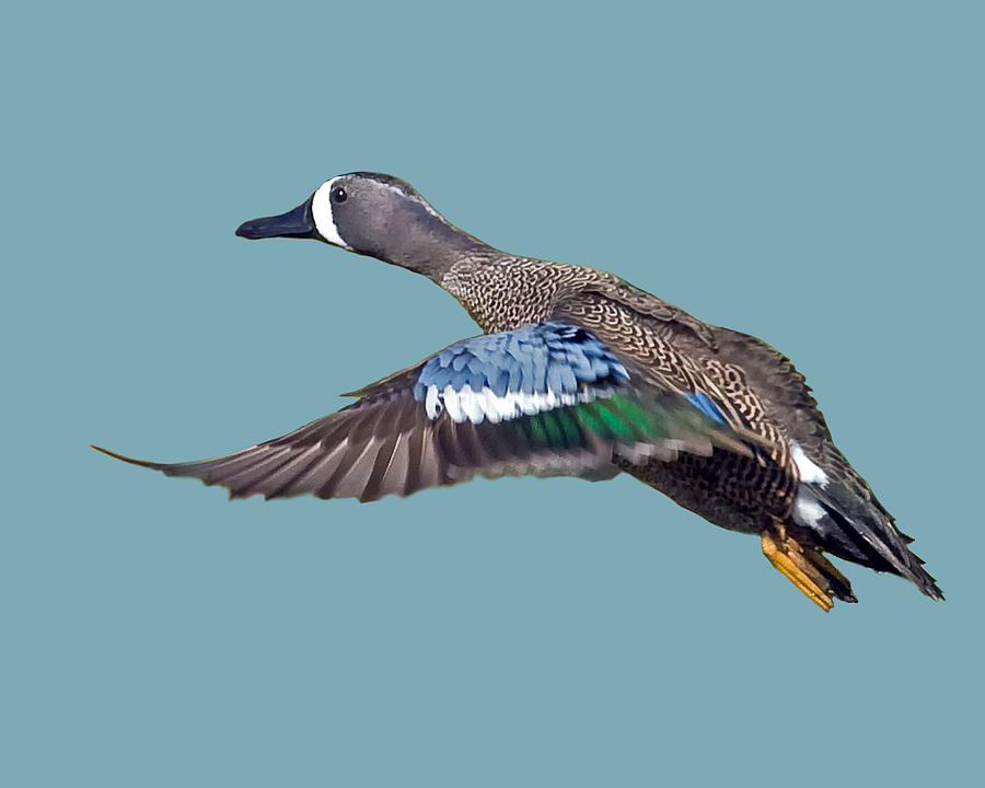 Blue-winged Teal Photograph by Larry Linton