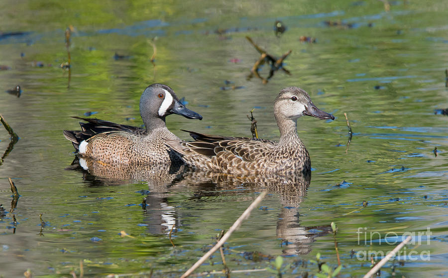 Male and Female Blue-winged Teal  Photograph by John Greco