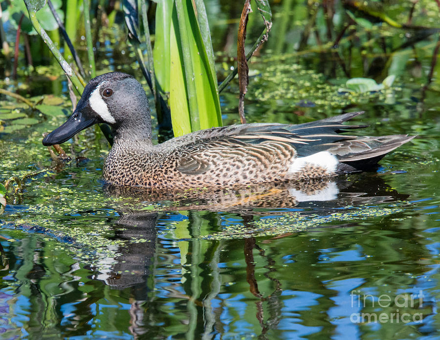 Blue Winged Teal No.2 Photograph by John Greco