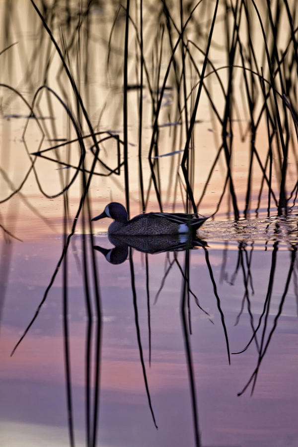 Blue-Winged Teal on Colored Water Photograph by Rob Travis