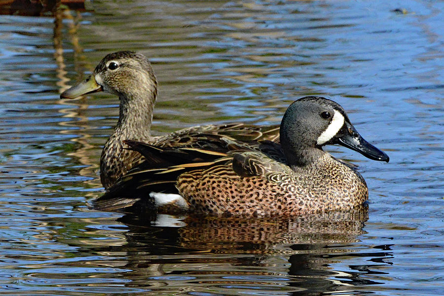 Blue Winged Teal Pair Photograph by Jerry Griffin