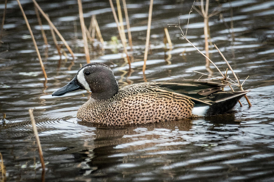 Blue Winged Teal Photograph by Paul Freidlund