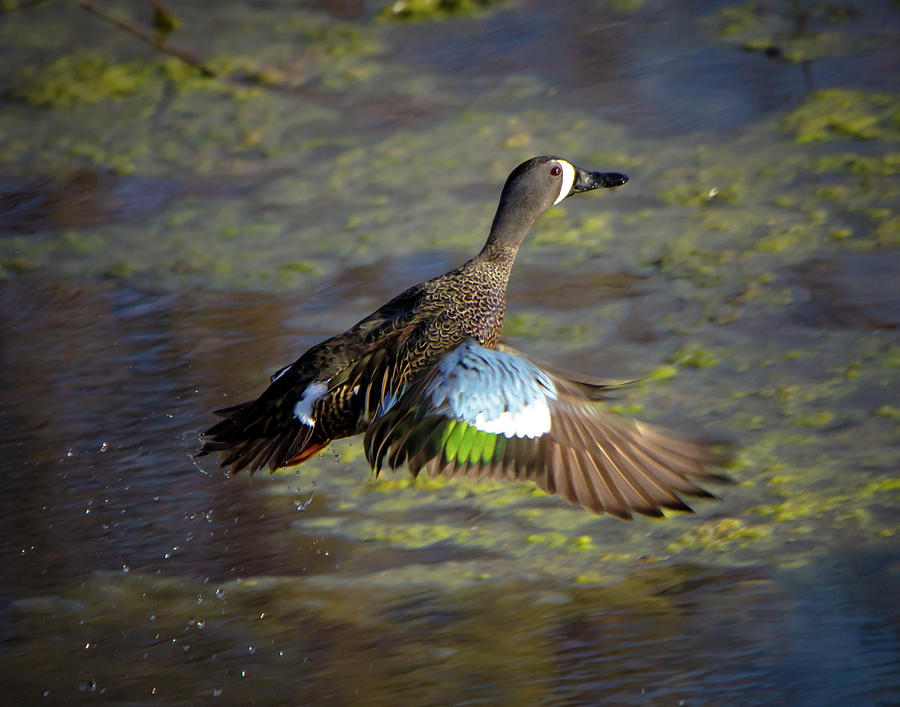 Blue Winged Teal Photograph by Steve Marler