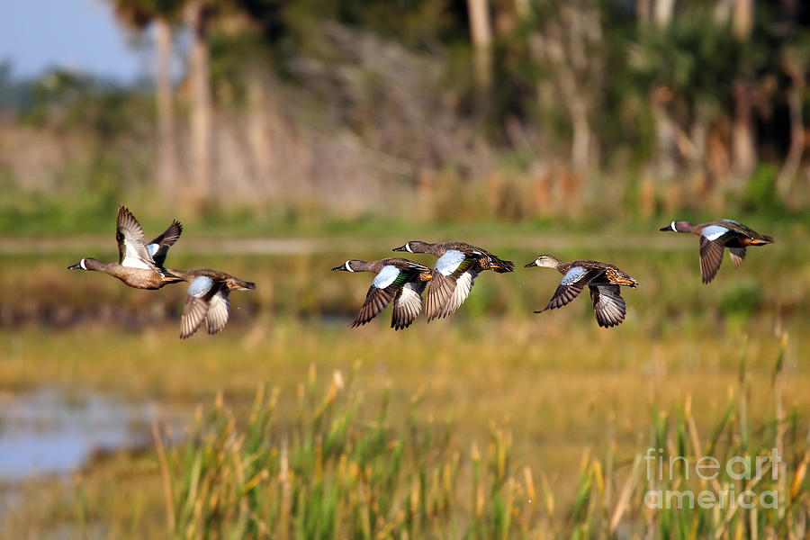 Blue Winged Teals Photograph