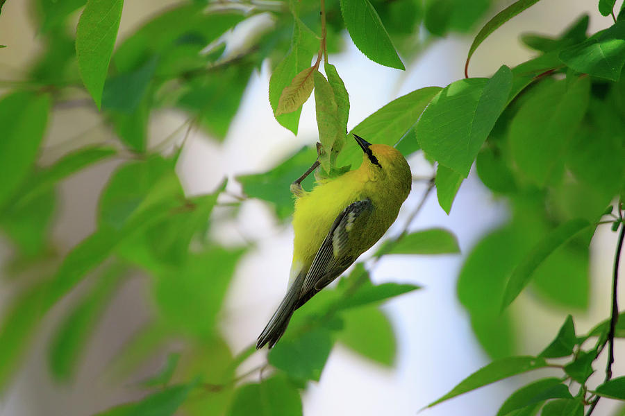 Blue-winged Warbler 2 Photograph by Gary Hall