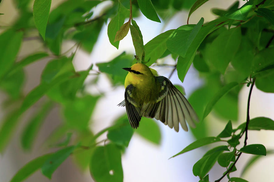 Blue-winged Warbler 3 Photograph by Gary Hall
