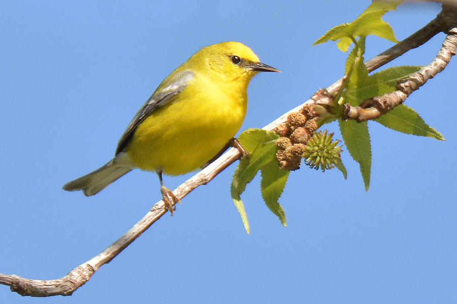 Blue-winged Warbler Photograph by Alan Lenk