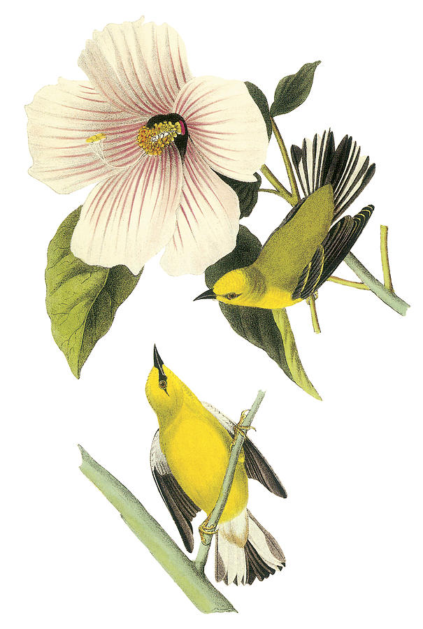 blue-winged-warbler-john-james-audubon.jpg