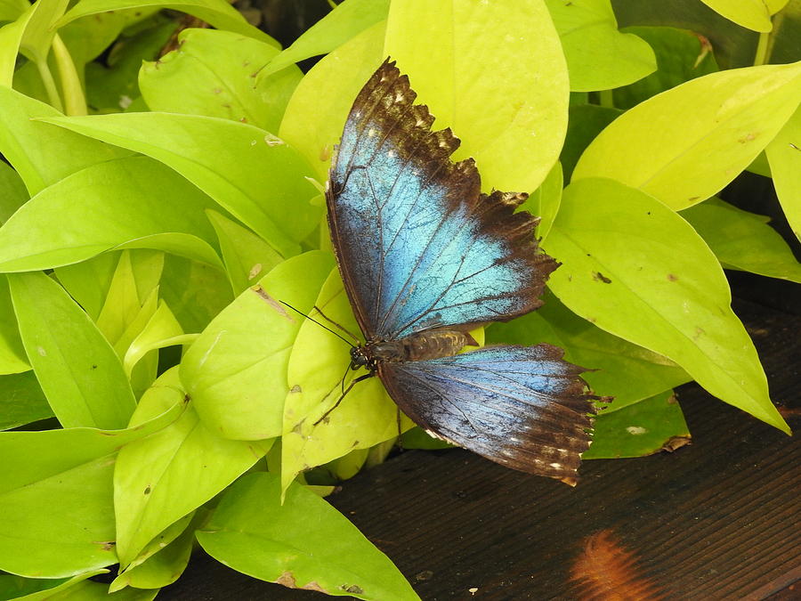Blue Wings Photograph by Betty-Anne McDonald