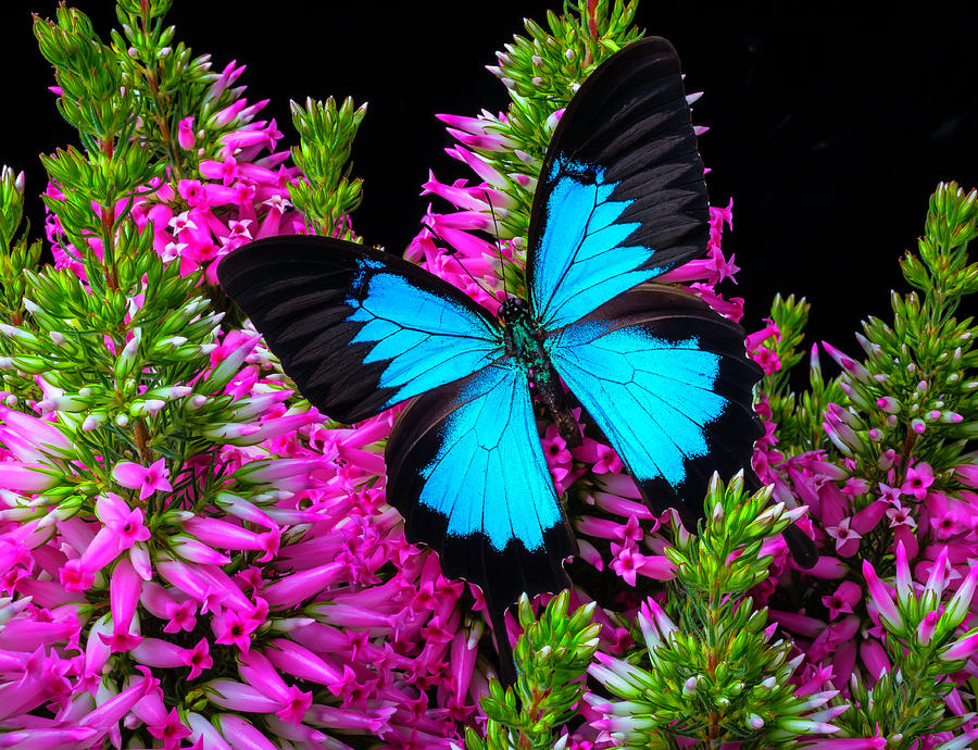 Blue Wings On Pink Flowers Photograph by Garry Gay