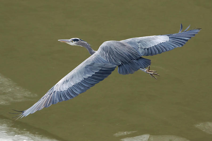 Heron Photograph - Great Blue Heron #1 by Mark Hryciw
