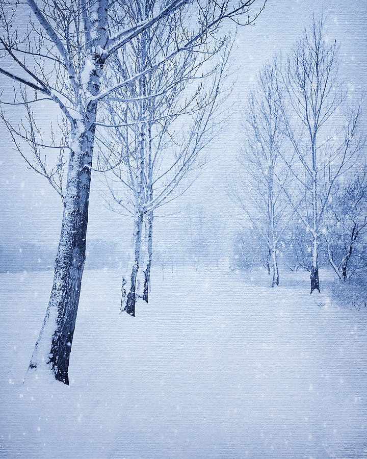 Blue Winter Path Photograph by Theresa Tahara