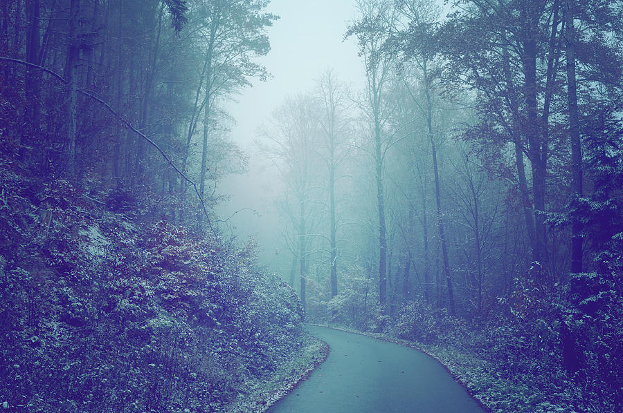 Blue Woods. Misty Way Photograph by Jenny Rainbow