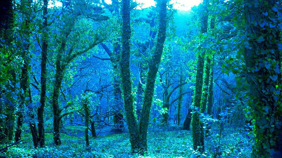 Blue Woods Photograph by Philip de la Mare
