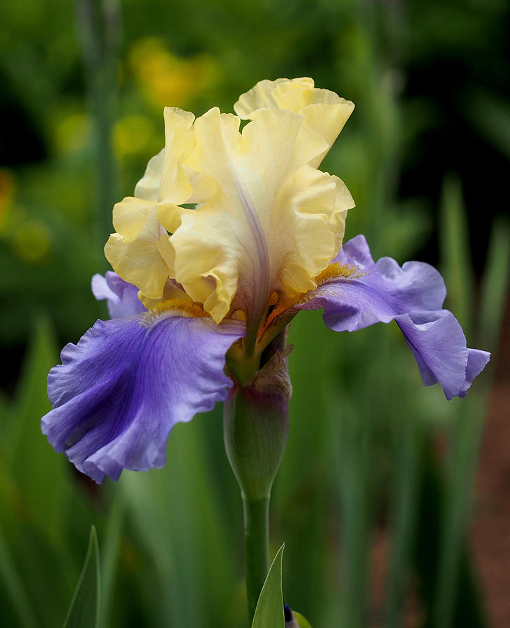 Blue Yellow Iris Germanica Photograph by Rona Black