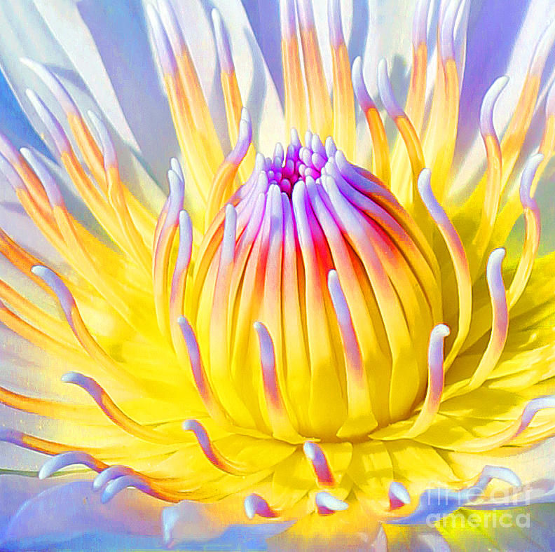 Blue Yellow Lily  Photograph by Jennifer Robin