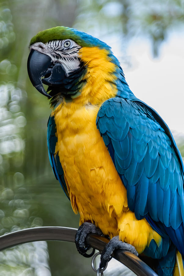 Macaw Photograph - Blue Yellow Macaw No.1 by Mark Myhaver