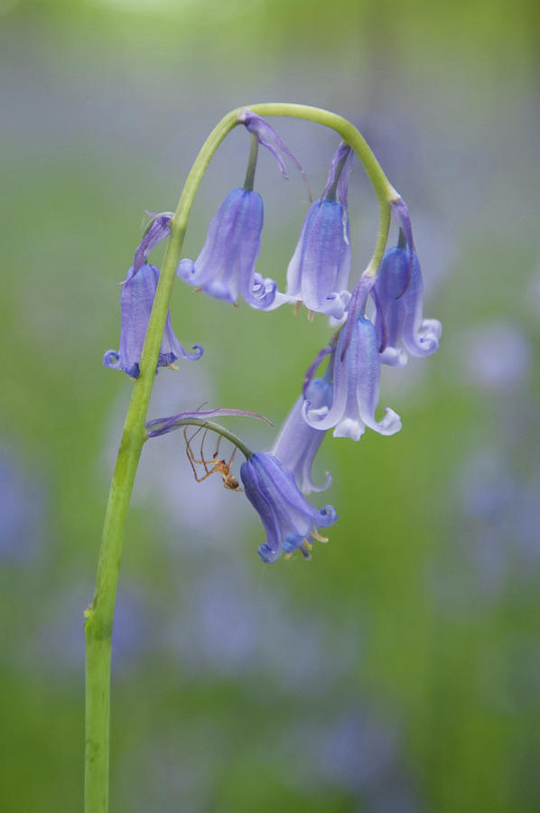 Bluebell and Spider Photograph by Helen Jackson