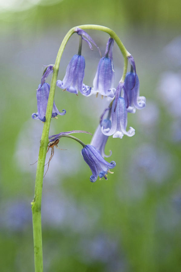 Bluebell and Spider ii Photograph by Helen Jackson