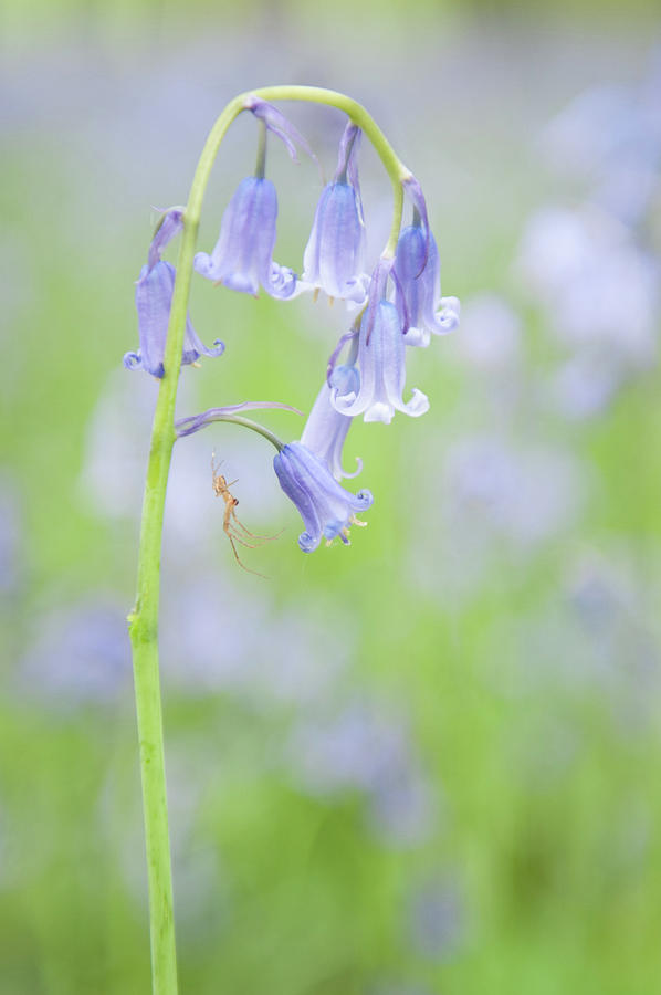 Bluebell and Spider iii Photograph by Helen Jackson