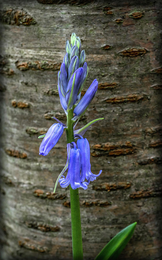 Bluebell Bark Photograph by Framing Places